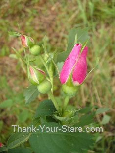 Wild Red Rose Bud Opening