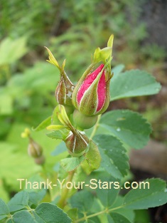 Wild Red Rose Buds