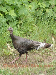 Wild Turkey Hen