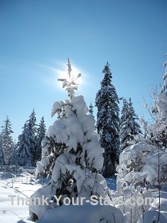 Winter Sun as Star on Top of Snow-Covered Christmas Tree in Beautiful Nature Scene