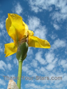 Yellow Iris against Blue Sky
