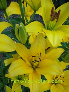 Yellow Lilies in Bloom