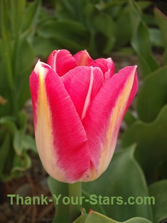 Yellow Striped Red Tulip